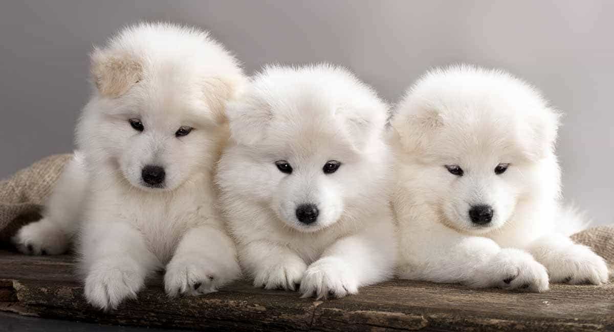 Giá chó Samoyed nhân giống trong nước