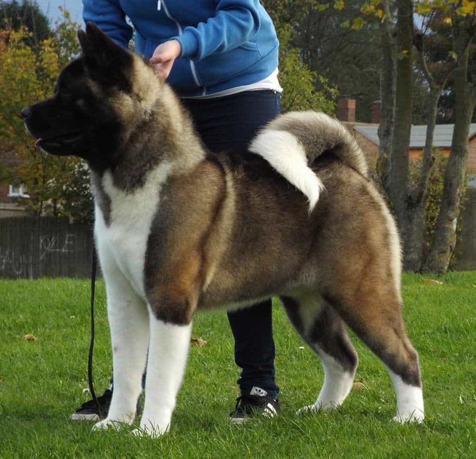 Giá chó Akita