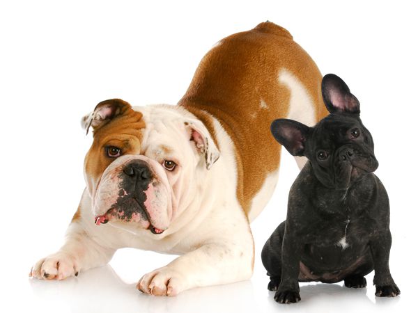 Phân biệt giữa Bulldog Anh và Bulldog Pháp