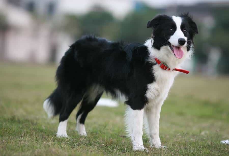 Collie biên giới có ngoại hình bắt mắt