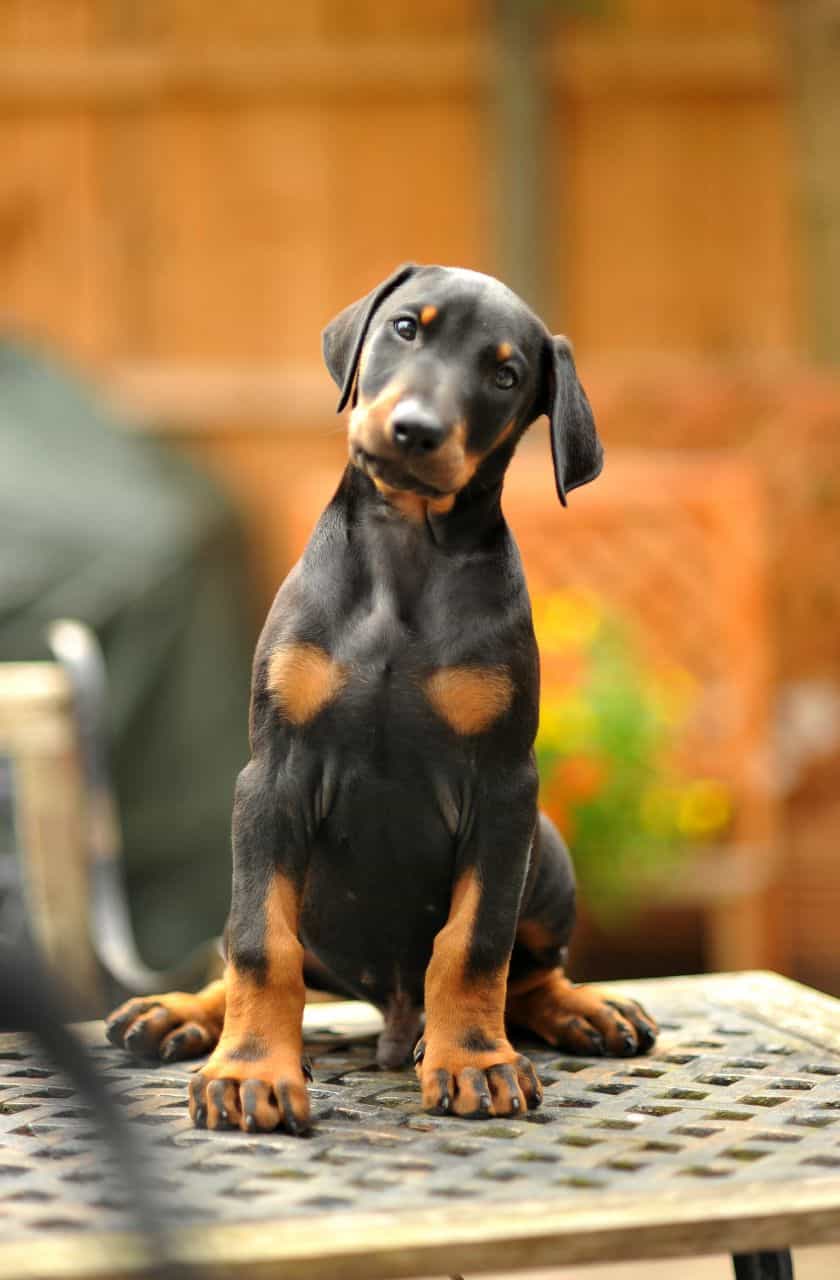 Giá chó Dobermab con tại các trại chó