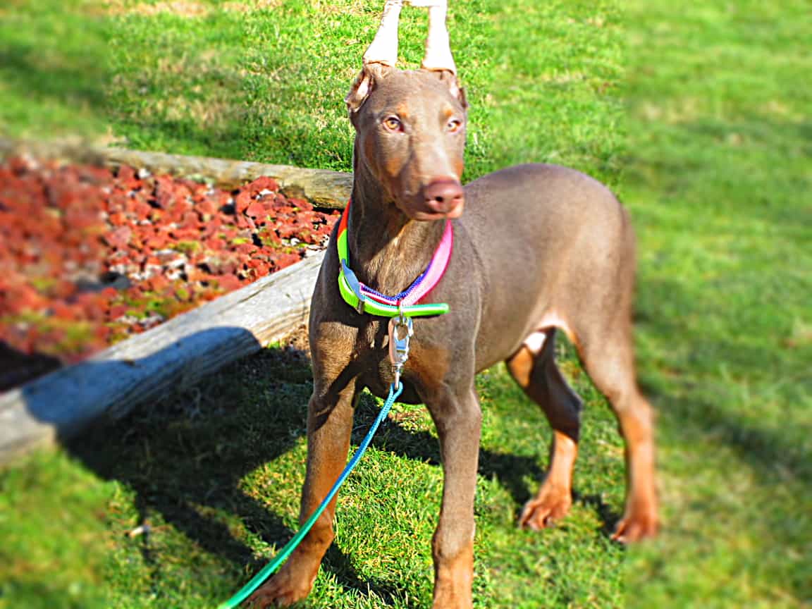 Giá chó Doberman màu socola