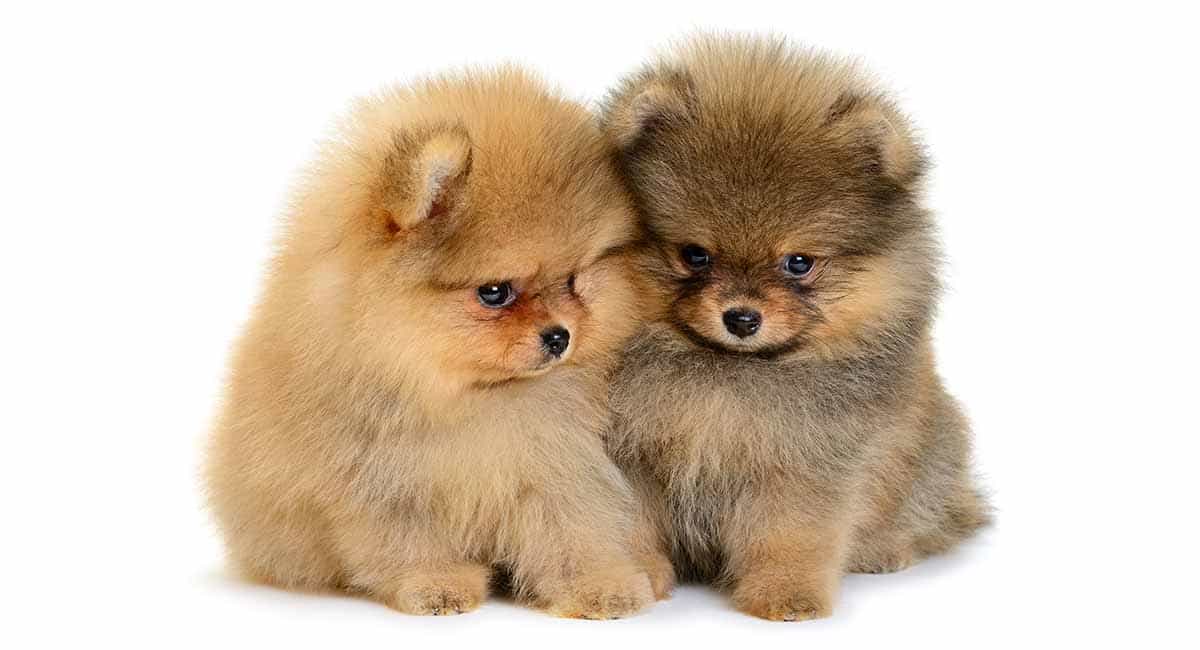 Chó Phốc sóc nhập khẩu