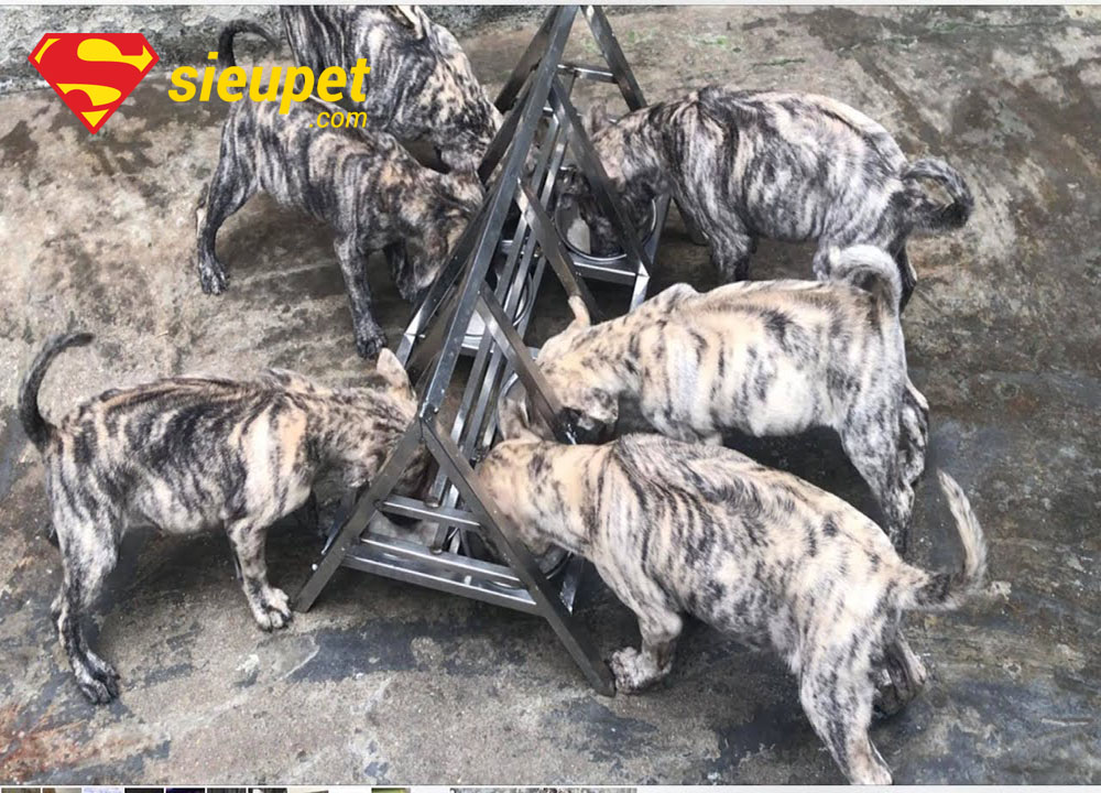 Chó Phú Quốc con khỏe mạnh và năng động