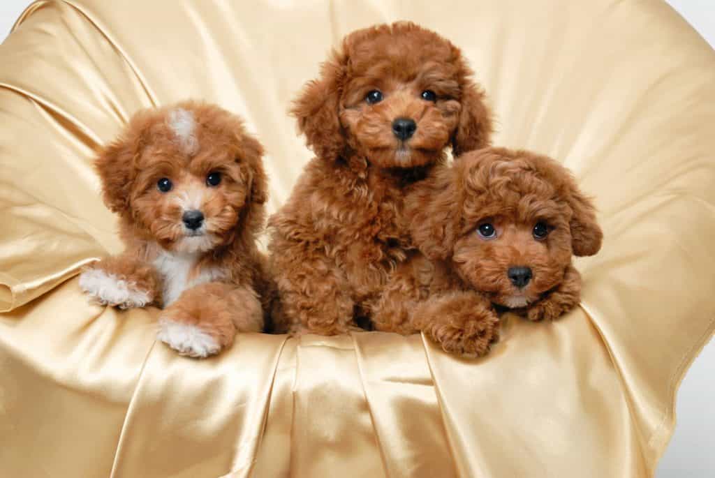 Giá chó Poodle nhân giống tại Việt Nam