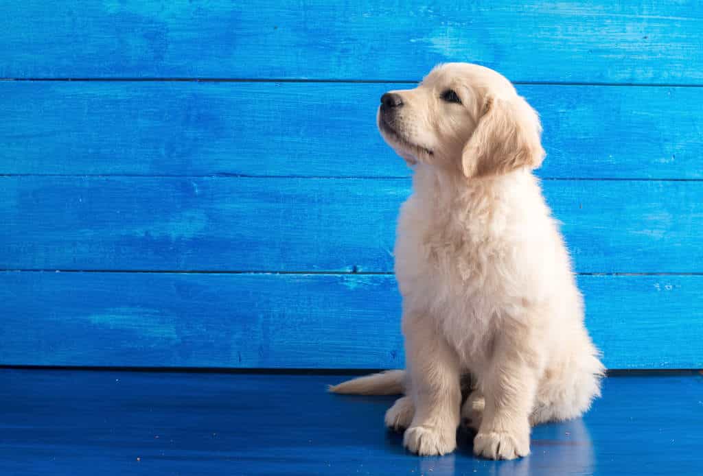 mua chó golden retriever tphcm