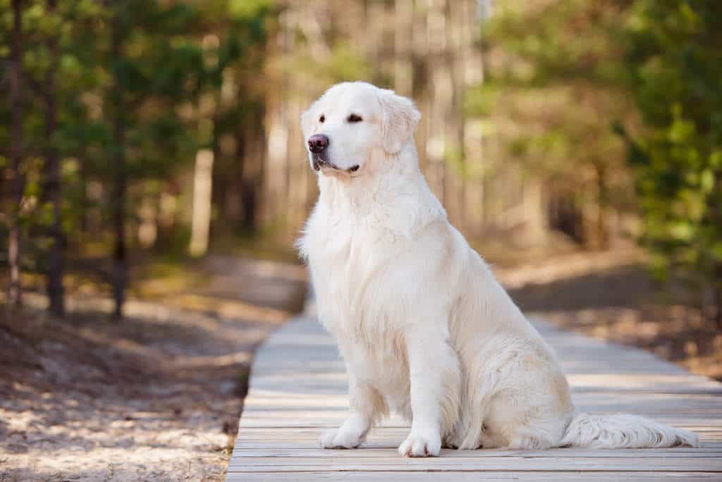 mua chó golden retriever hcm