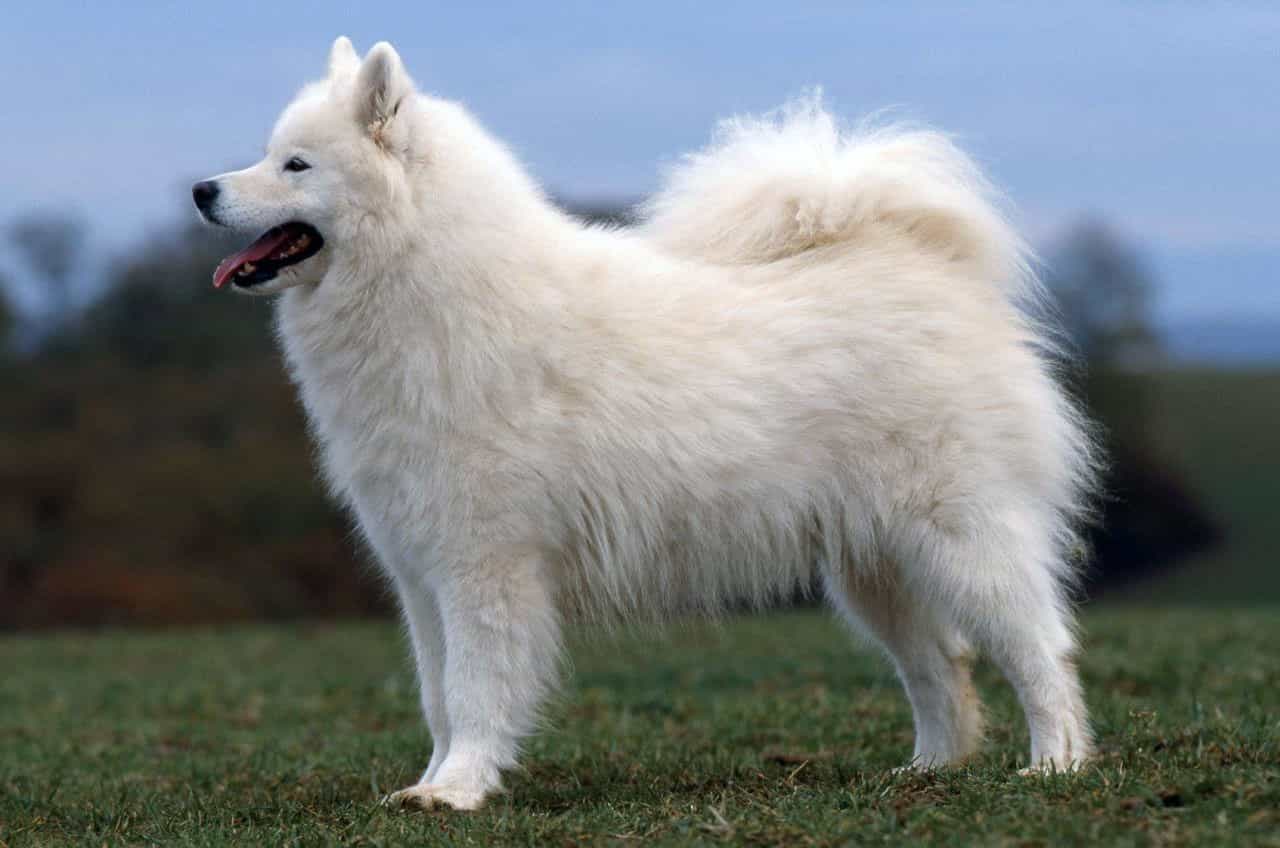 chó samoyed thuần chủng