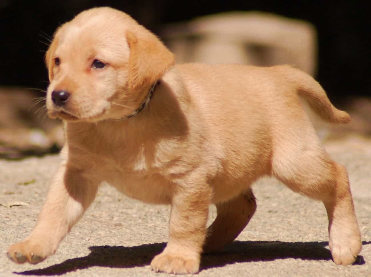 Giá golden lab con 2 tháng tuổi