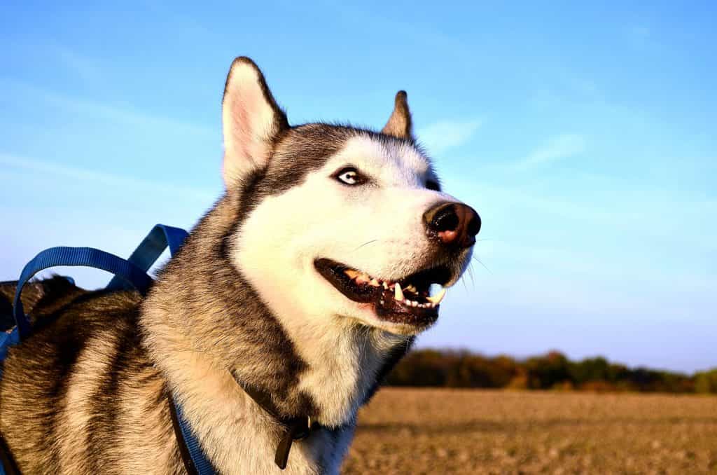 Giá chó Husky có nhiều loại