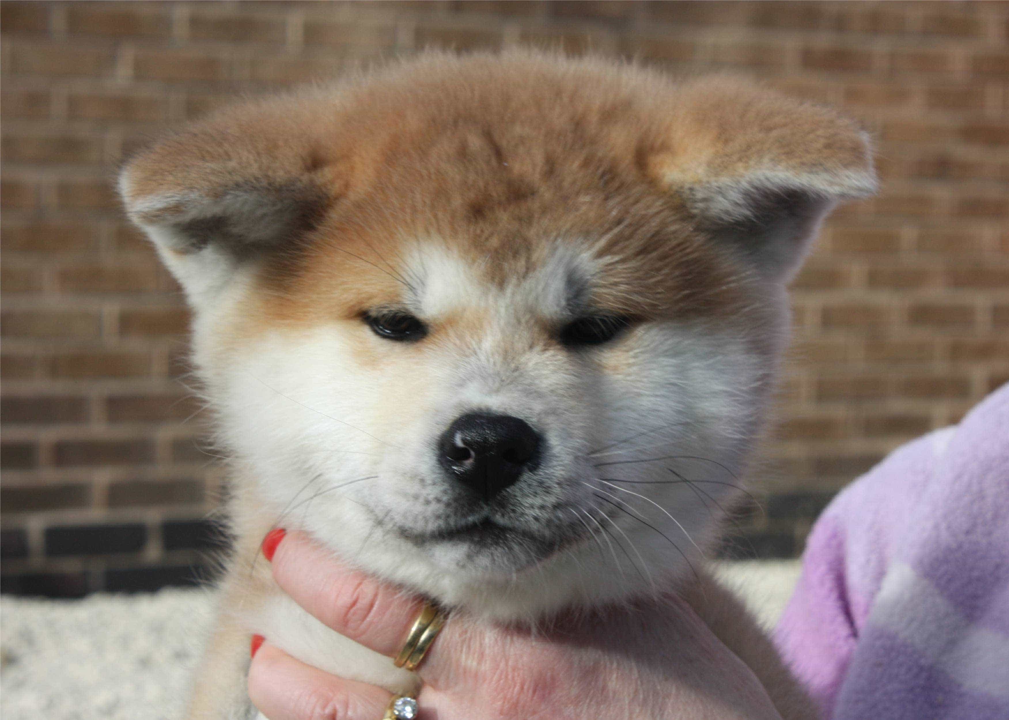 Giá mua chó Akita nhập khẩu