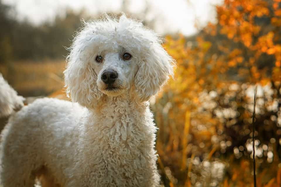 Chó Poodle size càng nhỏ giá càng cao