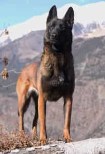 Lịch sử Malinois