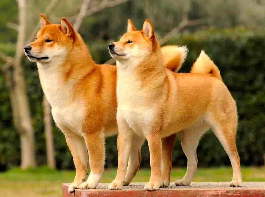 Hai chú chó Shiba màu vàng đang đứng trên bục