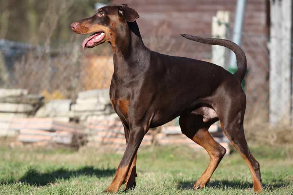 Bạn muốn mua chó Doberman tại Sieupet.com