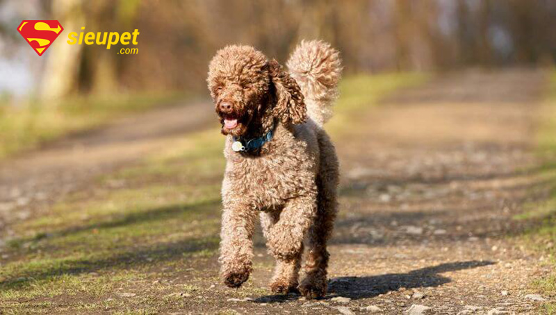 giống chó mini poodle