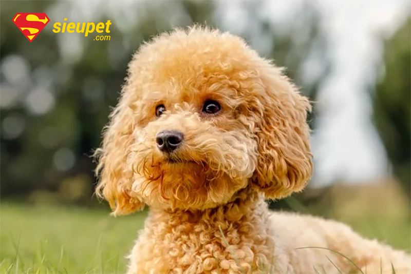 giống chó mini poodle