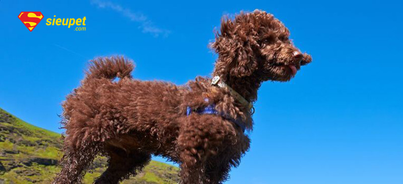 giống chó mini poodle