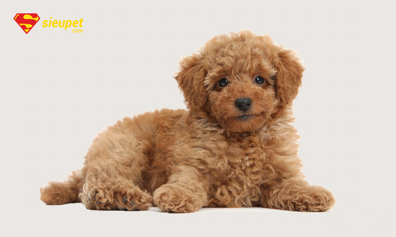 giống chó mini poodle