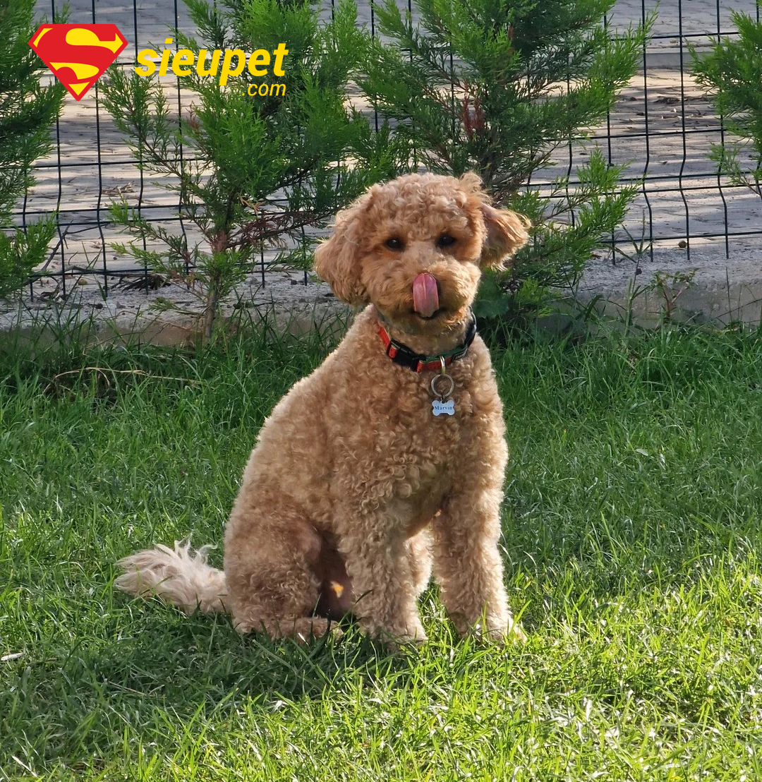 giống chó mini poodle