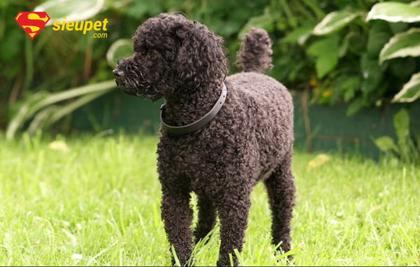 giống chó mini poodle