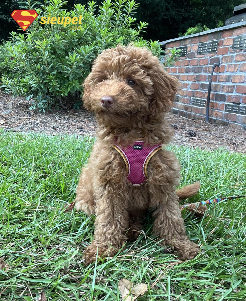 giống chó mini poodle