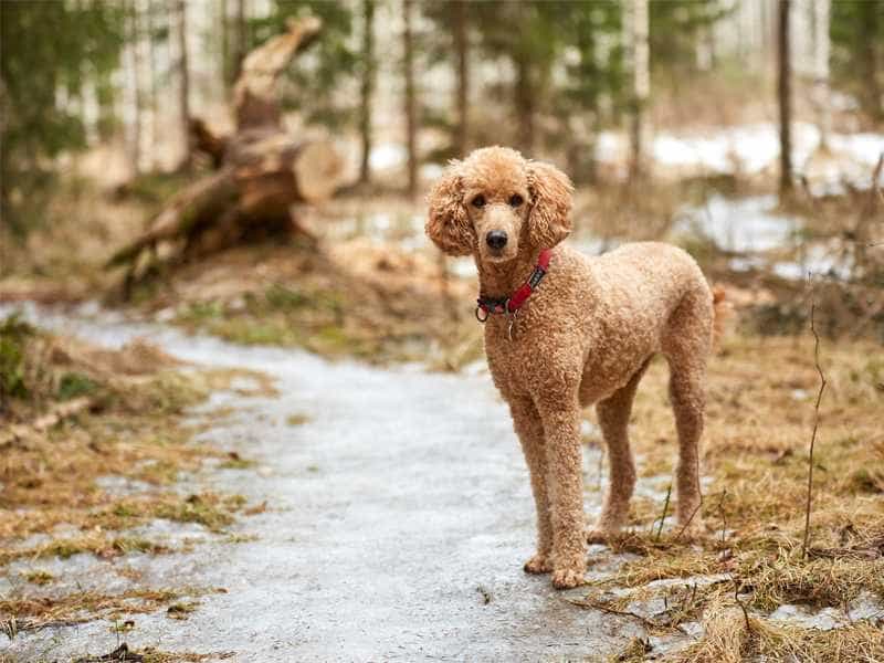 giống chó poodle của nước nào