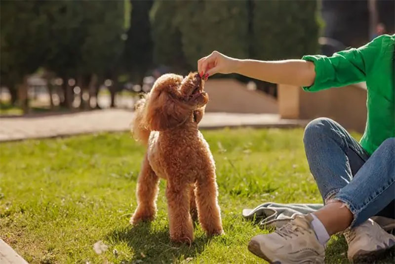 giống chó poodle của nước nào