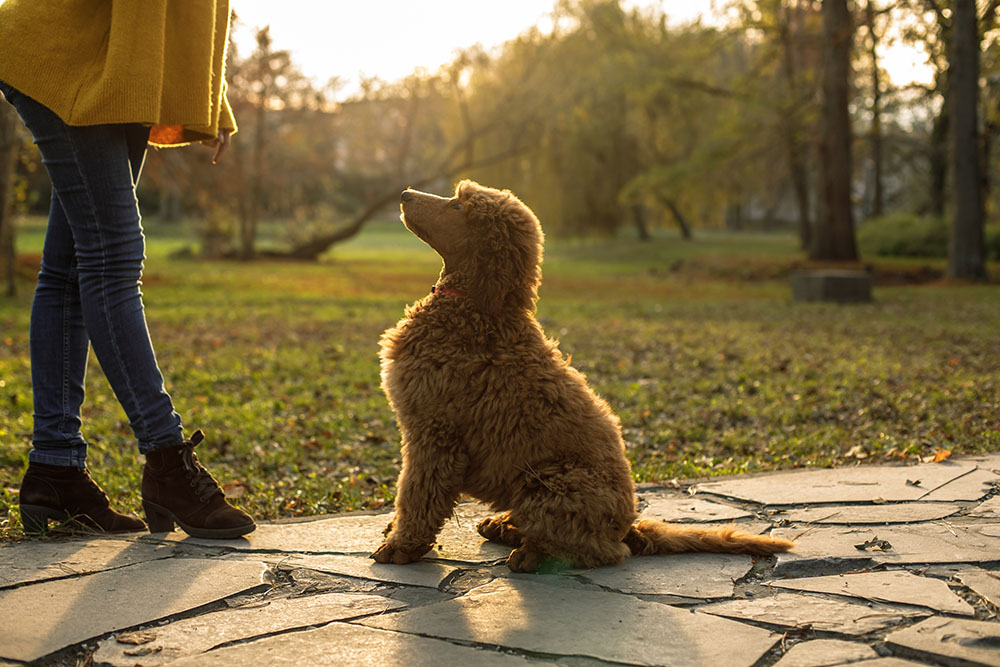 giống chó poodle của nước nào