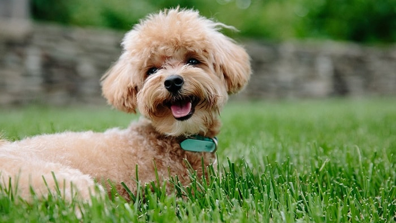 giống chó poodle của nước nào