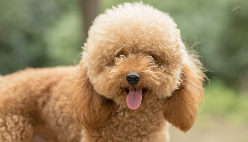 giống chó poodle của nước nào