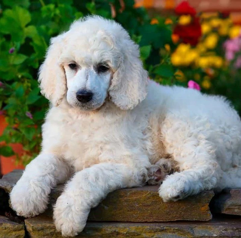 giống chó poodle của nước nào