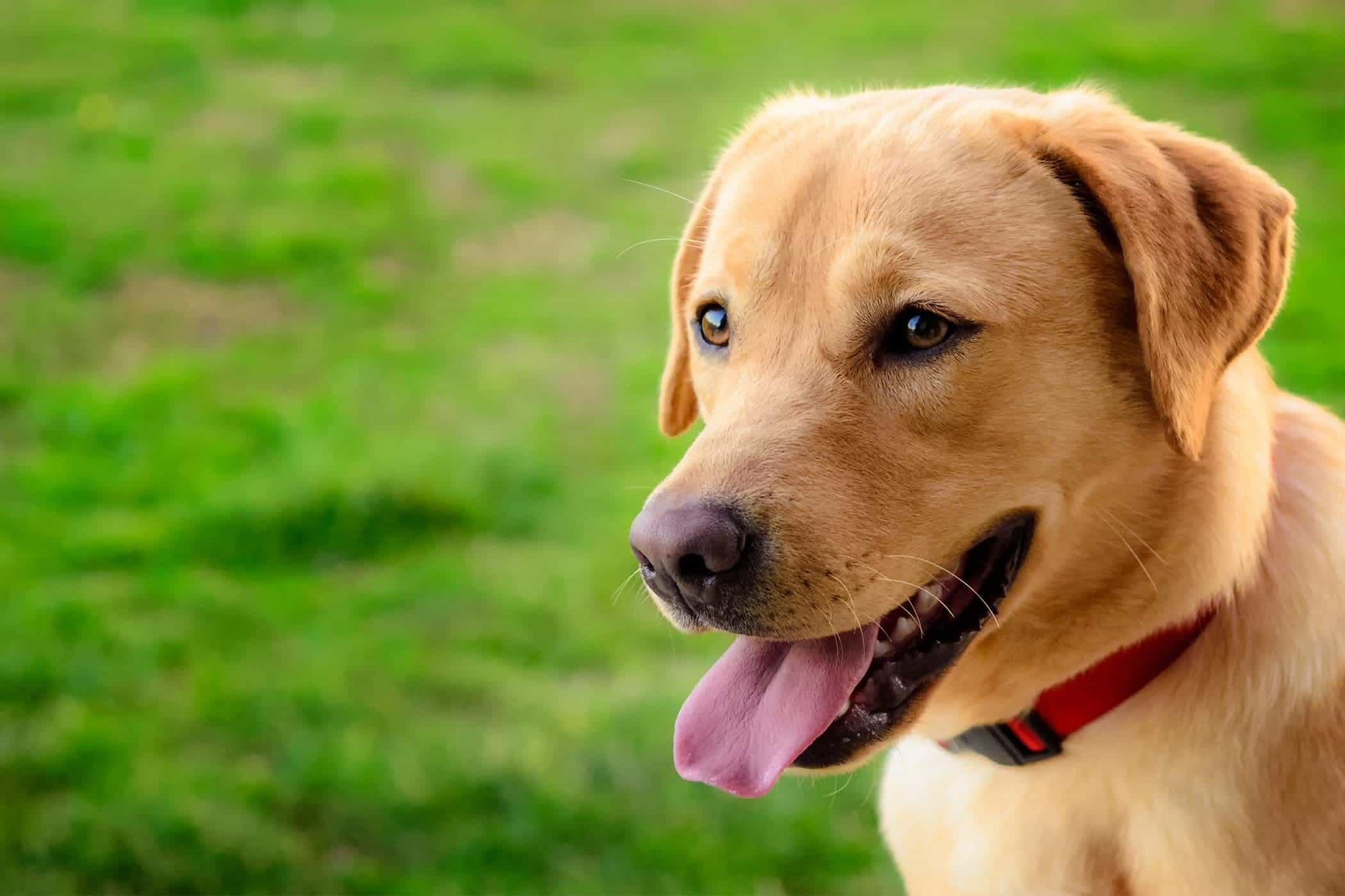 Chó golden labrador retriever dog trên bãi cỏ