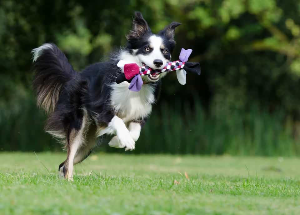 Giống chó Collie khá năng động