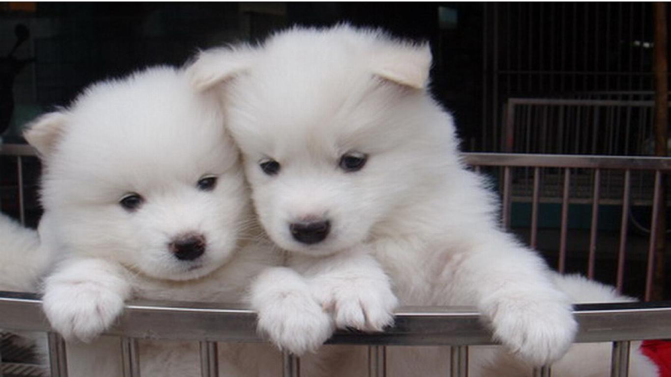 Lưu ý khi nuôi chó Samoyed con