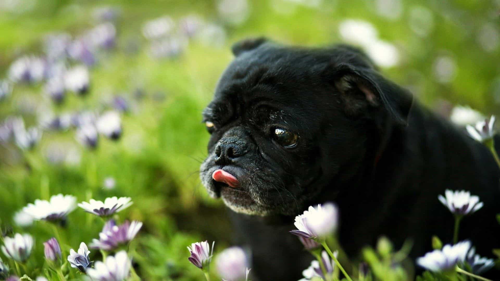 Chú chó pug rất thích những bông hoa đẹp