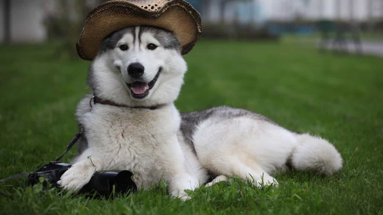 Chó Husky đáng yêu