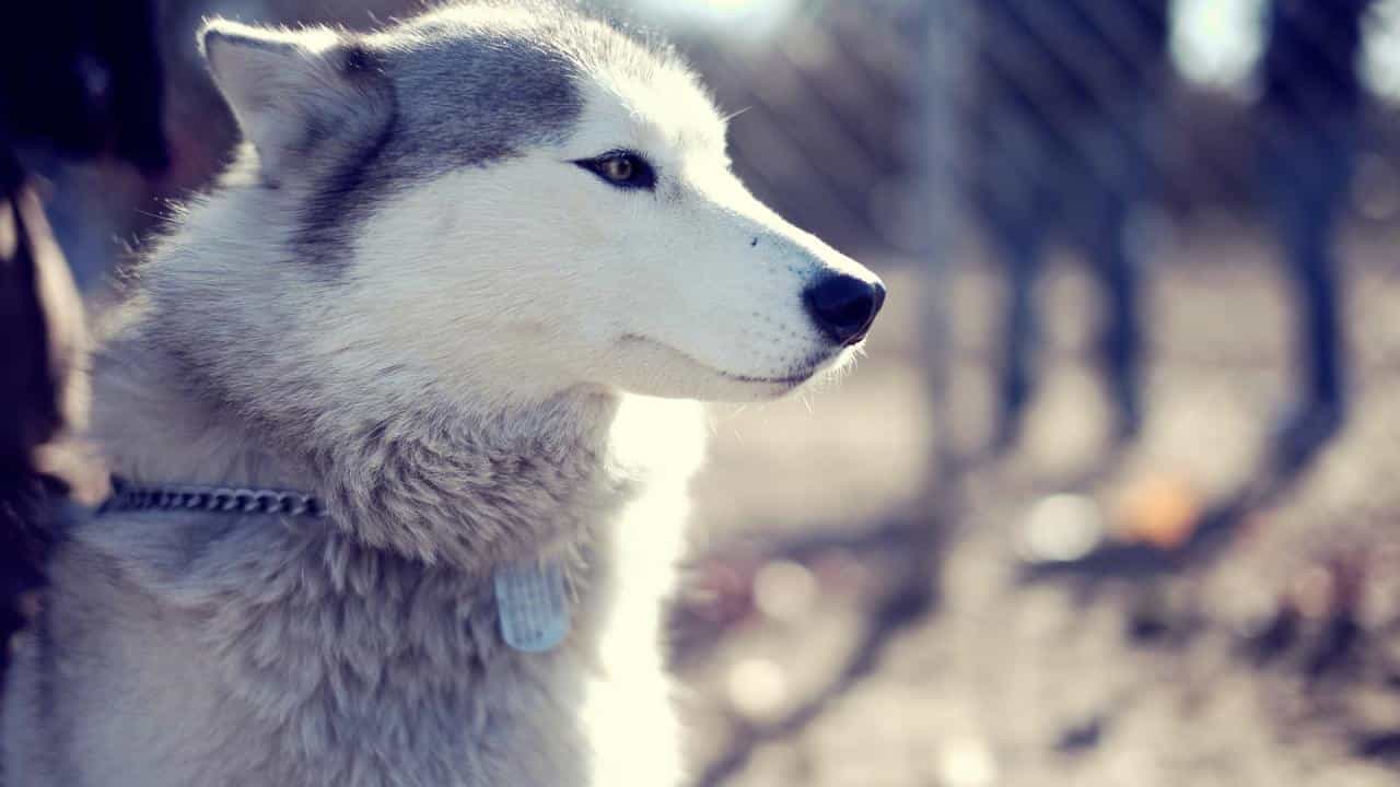 Hình nền tuyệt đẹp về chó Husky