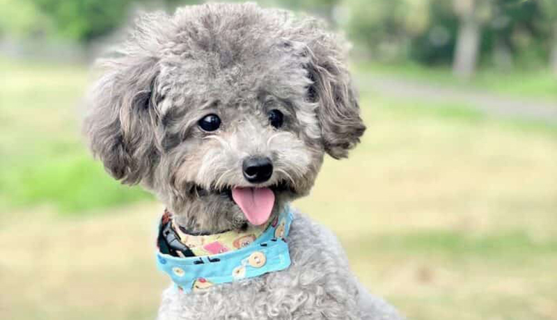 hội chó poodle