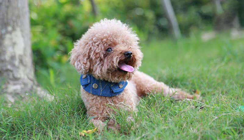 hội chó poodle