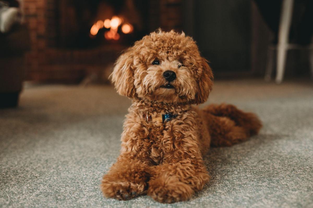 hội chó poodle