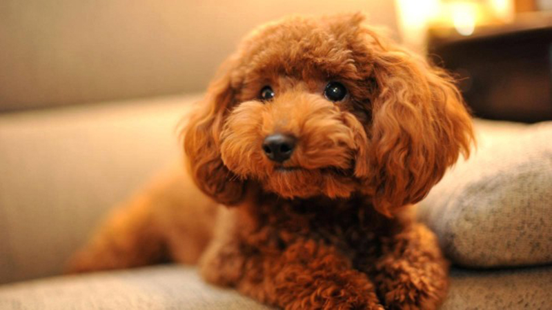 hội chó poodle