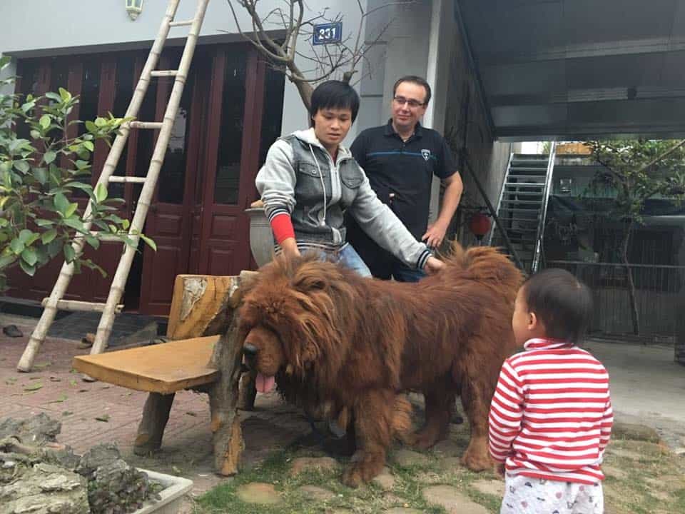 Huấn luyện chó Ngao Tây Tạng