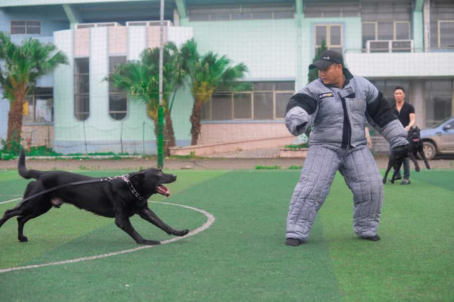 Huấn luyện chó tấn công