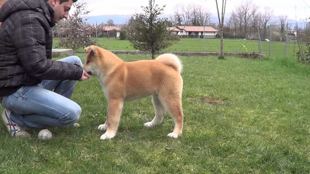  Huấn luyện chó Akita 