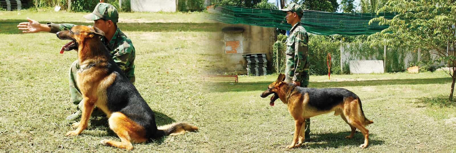 Trung tâm huấn luyện chó nghiệp vụ K9