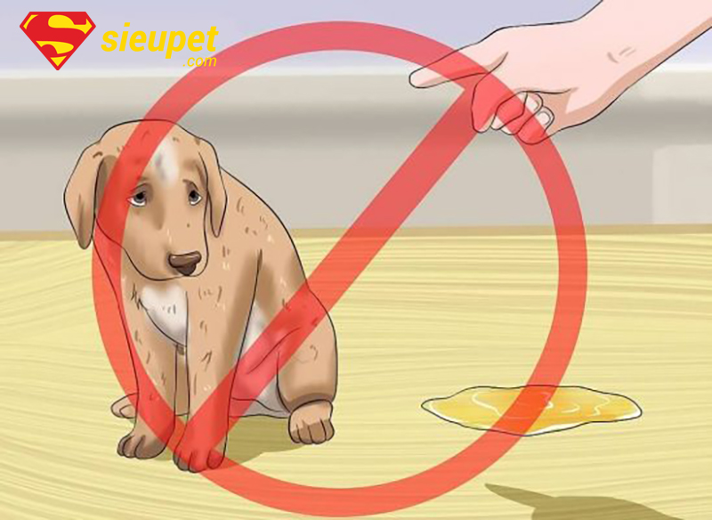 Huấn luyện chó Phú Quốc đi vệ sinh đúng cách tại nhà - chuẩn bị dụng cụ