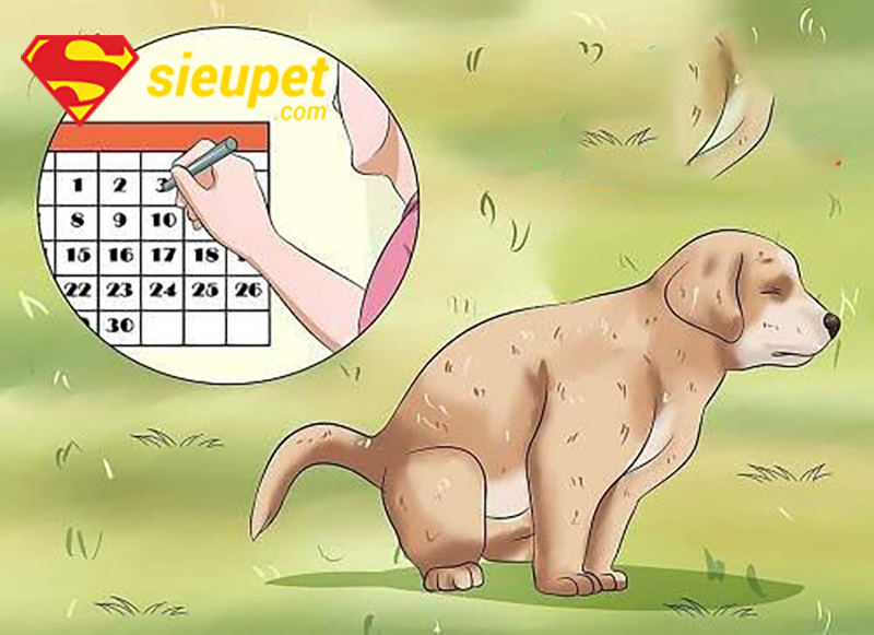 Huấn luyện chó Phú Quốc đi vệ sinh đúng cách tại nhà - kiên nhẫn