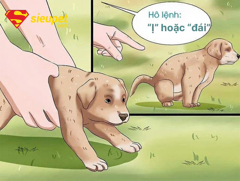 Huấn luyện chó Phú Quốc đi vệ sinh đúng cách tại nhà - thời gian huấn luyện