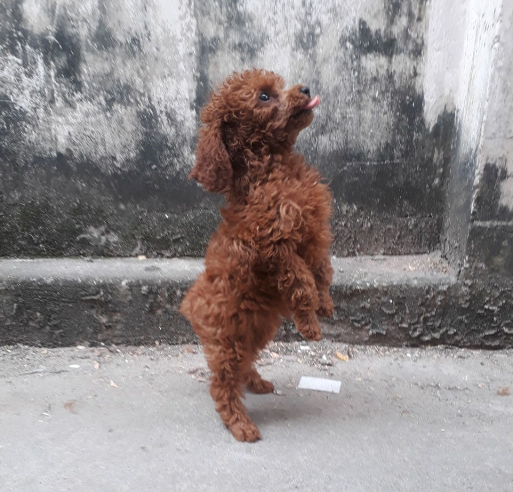 huấn luyện chó poodle đi 2 chân